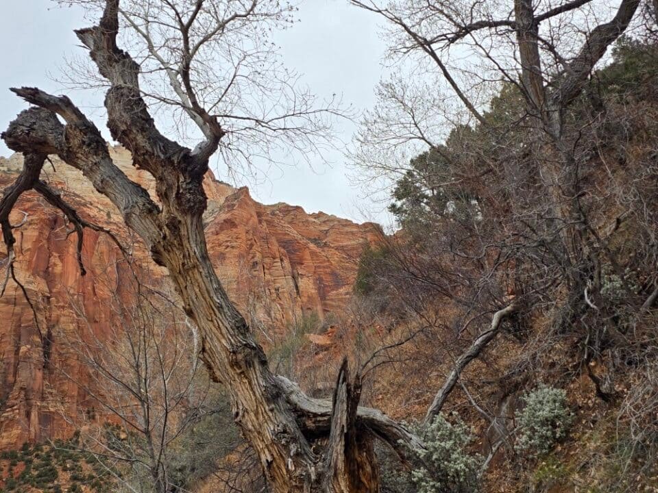 Zion National Park, Utah — photo 15