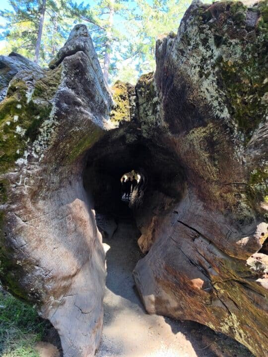 Kings Canyon National Park, CA — photo 13