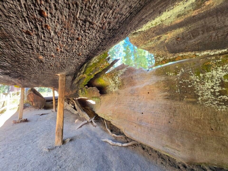 Kings Canyon National Park, CA — photo 12