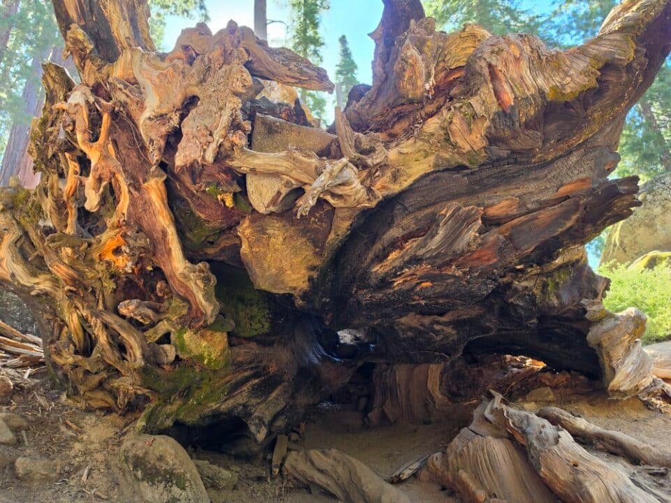 Kings Canyon National Park, CA — photo 11