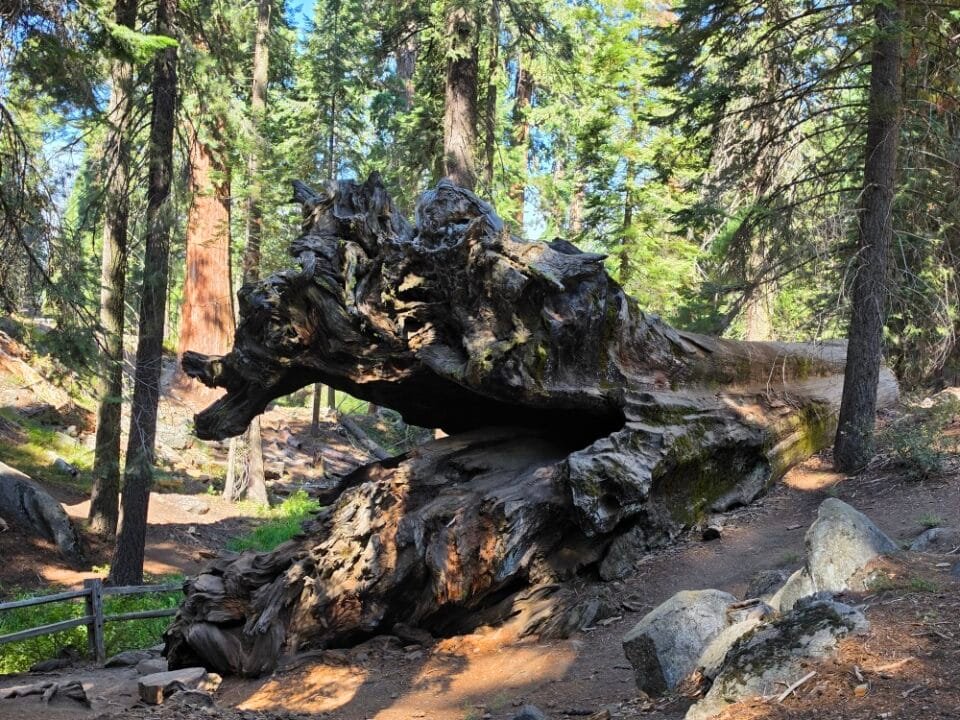 Kings Canyon National Park, CA — photo 9