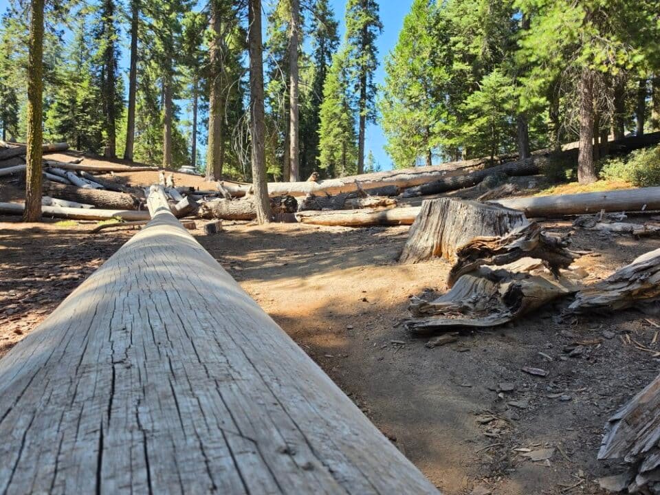 Kings Canyon National Park, CA — photo 8