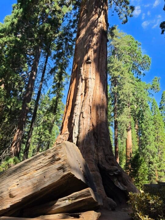 Kings Canyon National Park, CA — photo 7