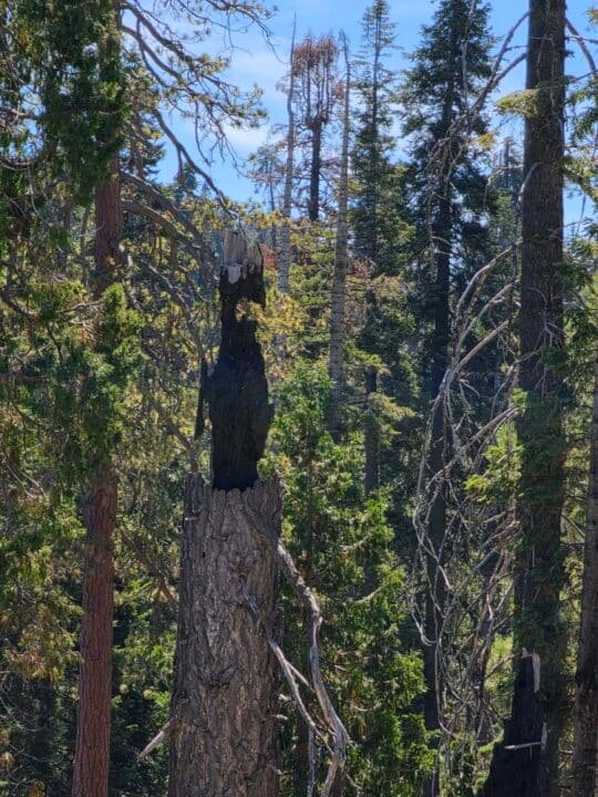 Kings Canyon National Park, CA — photo 5